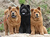 chow-chow