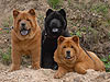 chow-chow