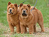 chow-chow