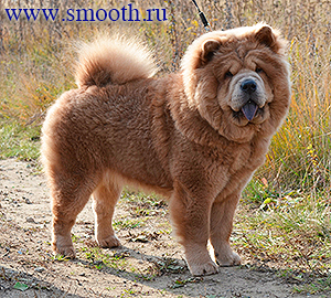 chow-chow ALSUHAIL RADIANT B'YUTI