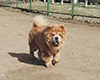 chow chow ALSUHAIL RADIANT B'YUTI