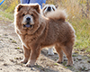 chow chow ALSUHAIL RADIANT B'YUTI