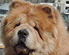 chow chow ALSUHAIL RADIANT B'YUTI