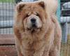 chow chow ALSUHAIL RADIANT B'YUTI