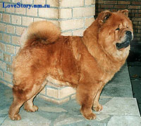 chow-chow Santa Abigail