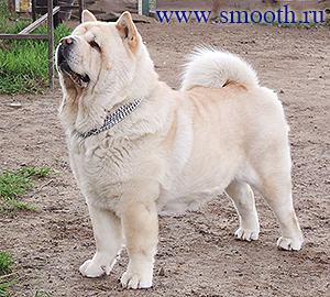 chow-chow VILAIDA