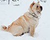chow chow kennel Lav Story Russia
