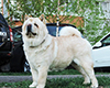 chow chow kennel Lav Story Russia