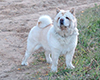 chow chow kennel Lav Story Russia