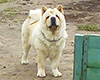 chow chow kennel Lav Story Russia