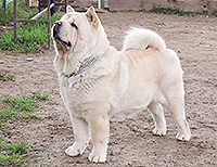 smooth chow-chow VILAIDA