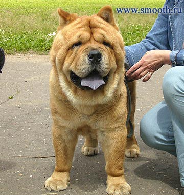 Smooth Chow-Chow Kennel LOVE STORY.