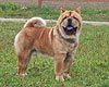 smooth chow-chow Si Huang Ti Velvet Prince. Click to maximize.