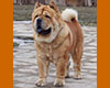 red chow-chow smooth SI HUANG TI VELVET PRINCE