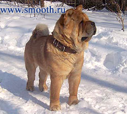 CHOW-CHOW Si Huang Ti Velvet Prince