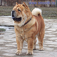 smooth chow-chow dog Si Huang Ti Velvet Prince