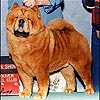 Chow-chow IMAGINE THE BIG EASY