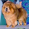 Chow-chow LINNCHOW CINNBAD