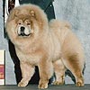 maximize chow-chow