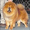 maximize chow-chow