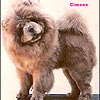Chow-chow PANDEE'S CIMONE OF PARAMOUNT