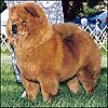 Chow-chow PARAMOUNT AUTUMN GLORY