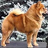 Chow-chow smooth PARAMOUNT BUZZ LITEYEAR