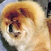 Chow-chow PARAMOUNT CROWN JULES