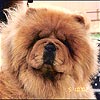 Chow-chow PARAMOUNT CROWN ROYAL
