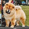 Chow-chow PARAMOUNT MISS INDEPENDENT