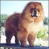 Chow-chow PARAMOUNT SIMPLY COSMOPOLITN