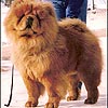 Chow-chow PARAMOUNT THE PILOT