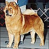 maximize chow-chow