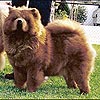 Chow-chow REBELRUN'S SWEET SUCCESS