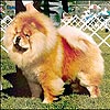 Chow-chow REBELRUNS CALL TO GLORY