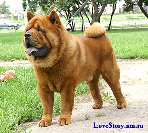 smooth chow-chow Denorvik Alf Gordon Shamuei