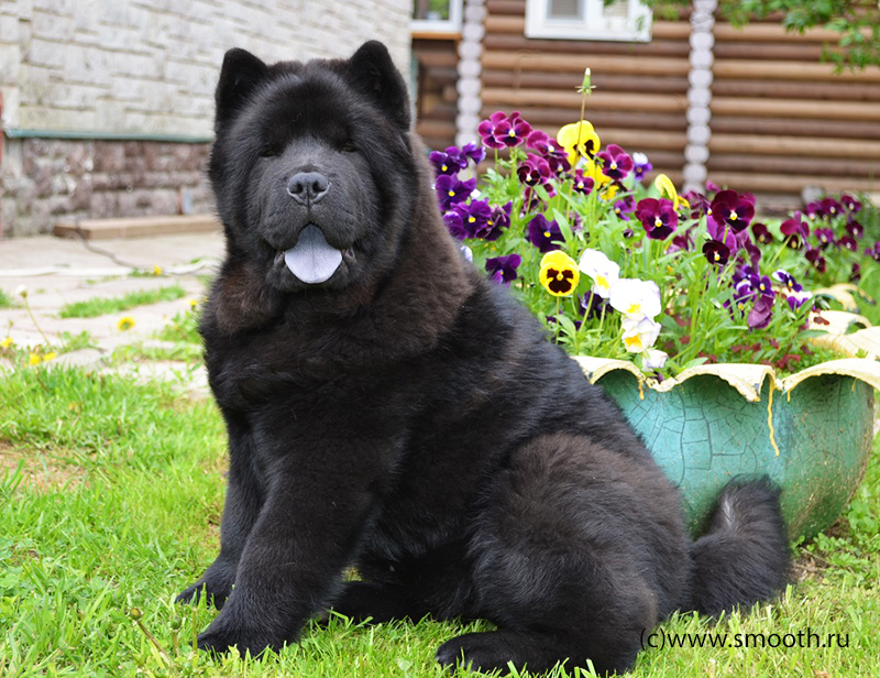 Chow Chow Short Hair Cut