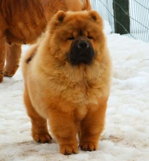 chow-chow IRDENS GOLD RED BOMB