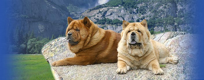  -    CHOW-CHOW Smooth Kennel LOVE STORY