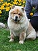 chow-chow