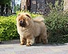 chow-chow puppy