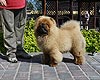 chow-chow puppy