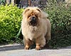 chow-chow puppy