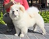 chow-chow puppy