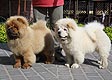 chow-chow puppy