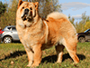 chow chow puppie lav story kennel russia