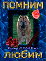 Chow-chow Si Huang-Ti Velvet Prince