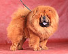 smooth chow-chow