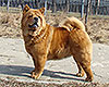 chow-chow smooth Lav Story Normandia Moscow Russia