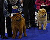 smooth chow-chow